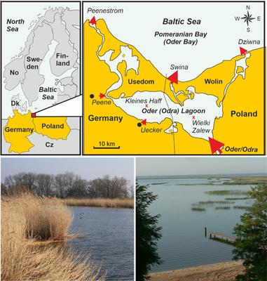 Macrophytes and water quality in a large Baltic lagoon: relevance, development and restoration perspectives